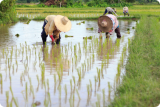 Labour law and worker protection in emerging countries (Policy Brief 301 - November 2012) Labour law and worker protection in emerging countries (Policy Brief 301 - November 2012)