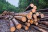 La lutte contre la déforestation dans les « États fragiles » 